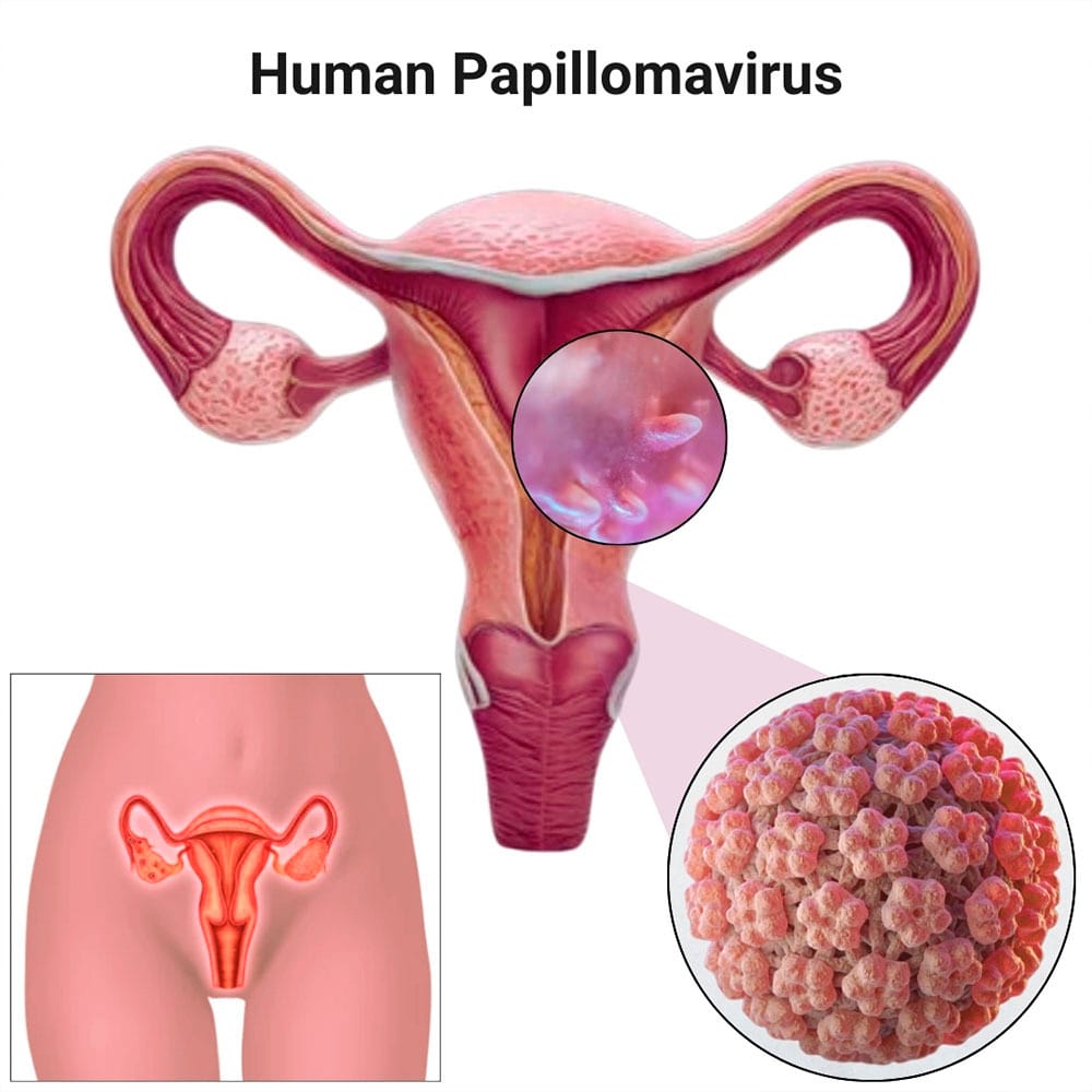 pediatric exam genital 